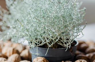 Μάραθος - Foto 41