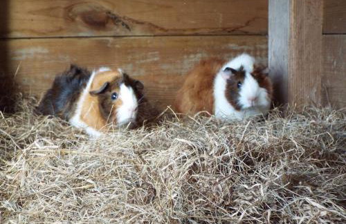 The old hayloft on 22 acre country smallholding - Foto 31