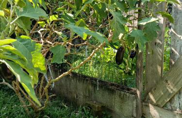 Refúgio Sereno São Seba - Foto 2