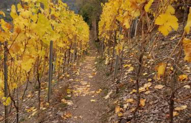 Ferienwohnungen Haus Talblick - Foto 57