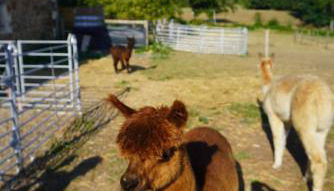 Home in Champagnac La Riviere with shared pool - Foto 4
