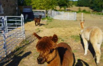 Home in Champagnac La Riviere with shared pool - Foto 4