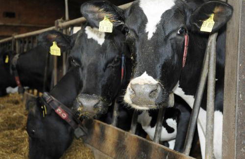 Ferienwohnungen Thomsen - Foto 18