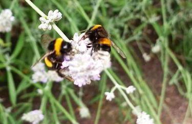 Ediths Haus - Foto 44