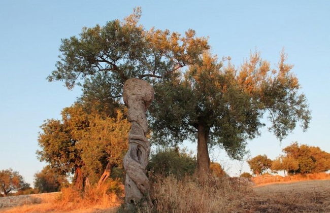 Tenuta Zannafondo - Photo 26