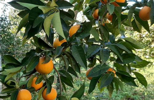 Agriturismo Podere Bedin - Foto 20