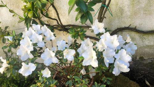 Casa di Silvia - Photo 5, Garden