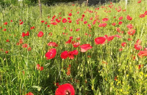 Agriturismo La Vecchia Fontana - Photo 64