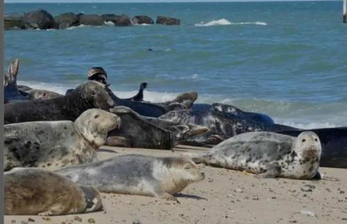 Rosy's Retreat-Cosy Beach Chalet Escape in Bacton Norfolk - Foto 18
