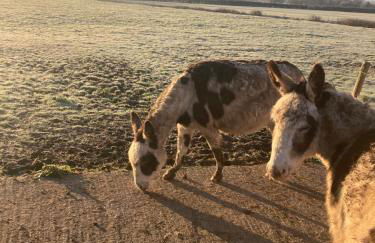 Pear Lodge - Somerset Holiday Homes - Foto 24