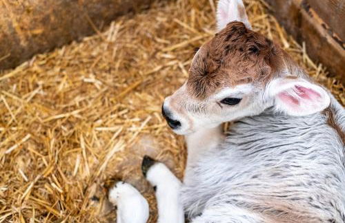 Plattner-Hof - Foto 42