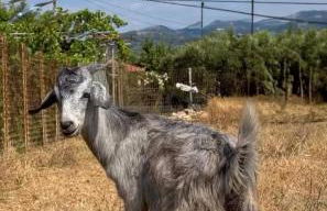 Terra Hélios Suites & Studios - Foto 11