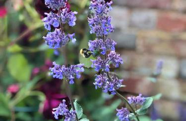 The Stables and Hayloft - Foto 27