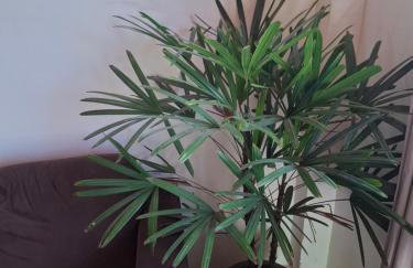 Casa Névoa - Foto 2