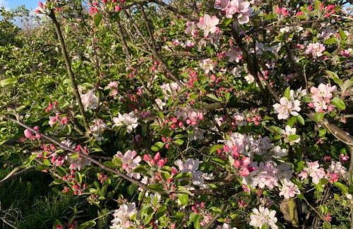 Modern, Stylish lodge with Paddock Views - Foto 8