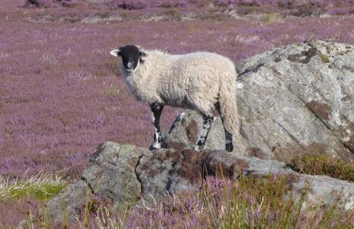 Beebole Cottage - Foto 43