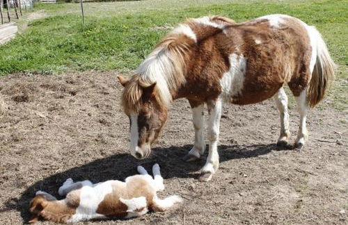 Apartamentos Rurales Rincón de Aiara - Foto 7