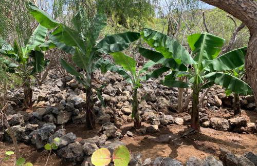 Parasol - Finca Tabaiba by TOR - Foto 63