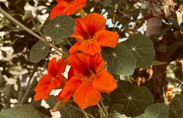 Stone Luxury Suite - Foto 27