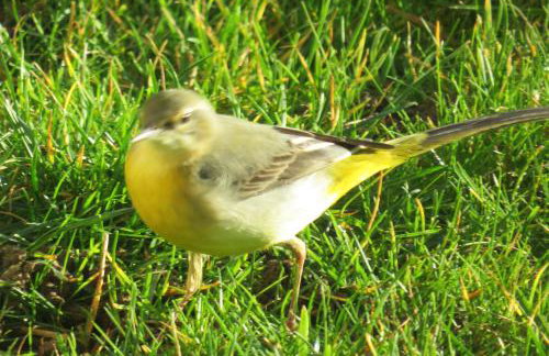 Cottage - Sleeps 3, Parking & Fishing - Foto 15