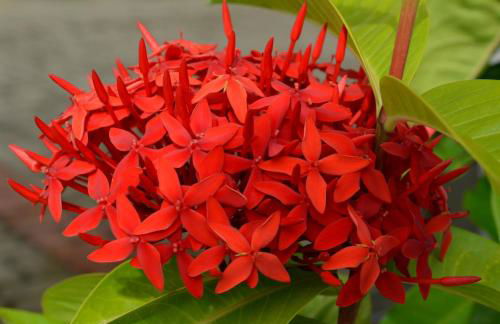 Residencial Portinari LTDA - Foto 60