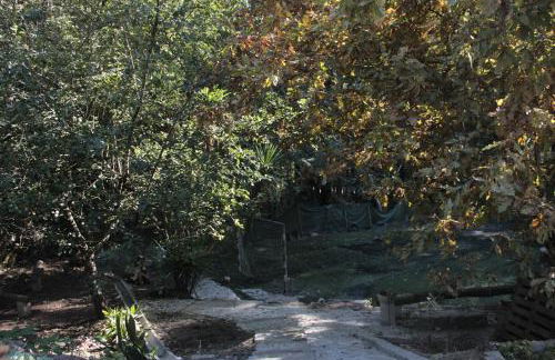 Bosque dos Amieiros - Foto 37