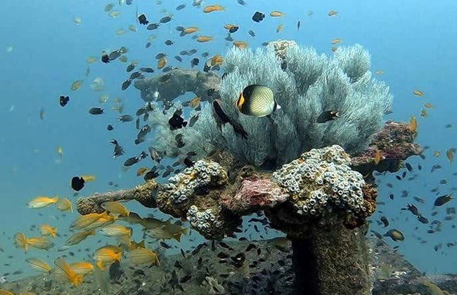 Batismo de mergulho em Hikkaduwa - Foto 7