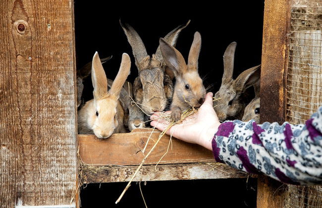 Apartment at the Vesel Homestead, Local Experience - Foto 10