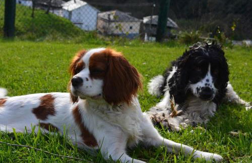 Apartamentos Rurales Casa El Caminero - Foto 48