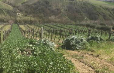 Agriturismo Cerquatonda - Foto 35