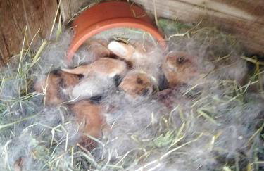 Familienfreundlich Wohnen im Miriquitdi Erzgebirge - Foto 8