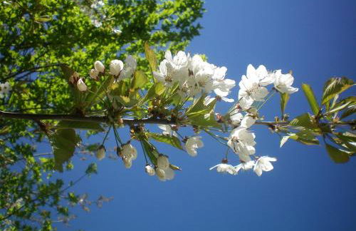 Villa Otto - Foto 24