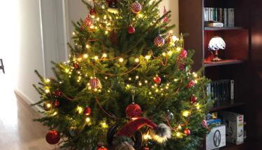 Quintinha de Palmyra - Foto 2