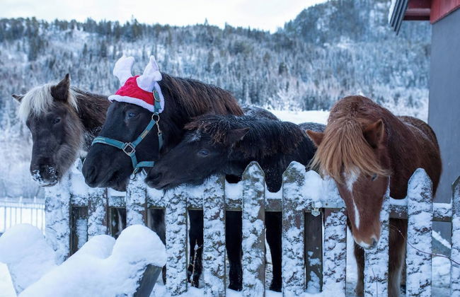 Cozy Cabin Retreat in Scenic Valley, E6 South of Trondheim - Foto 11