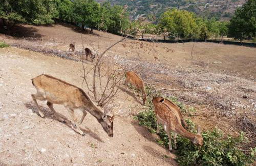 Pallas Casa - Photo 46