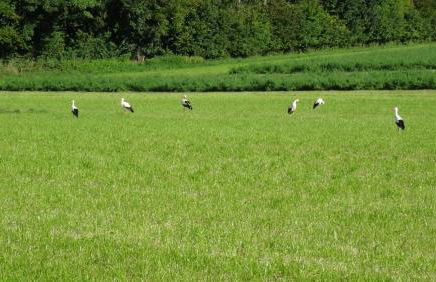 Tolles Apartment mit großer, überdachter Terrasse - Foto 26