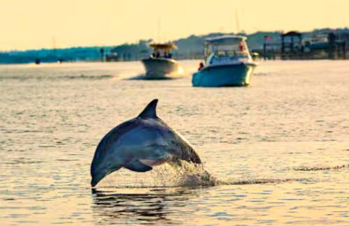 Sunsets and Dolphins - Foto 34