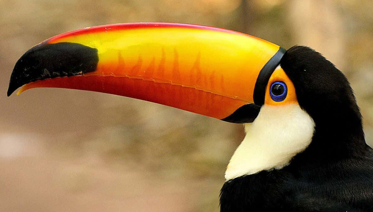 Tucano a GüiráOga
