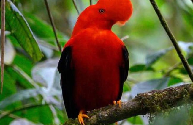 Mindo Eco chalet - Foto 41