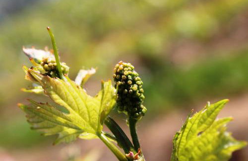 Weingut Matthias Dauns - Foto 12