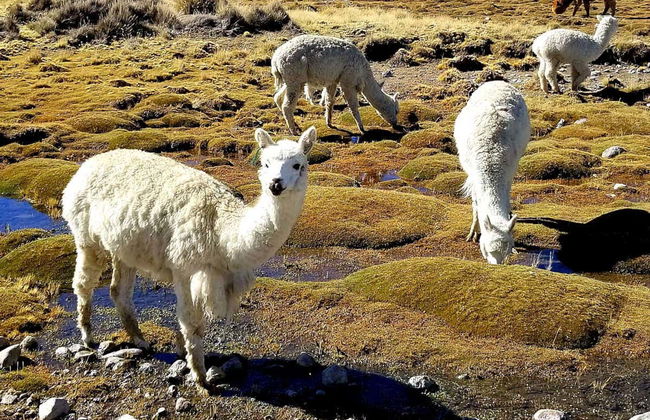 Excursión a la Laguna de Salinas - Foto 2