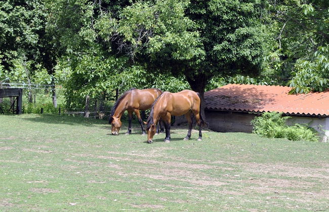 Villapiana Country House - Foto 21