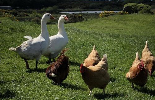 Captivating 2-bed Static Caravan on Private Land - Foto 37