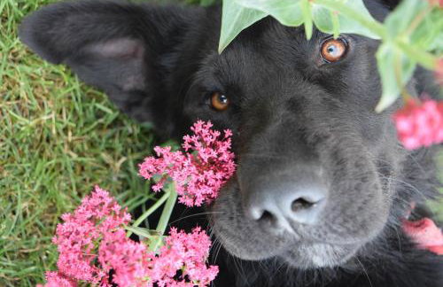 Apartman CASA MARŠIĆ - Foto 20