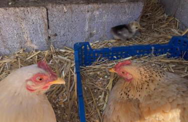 Mini-villa 1 MER - Foto 52