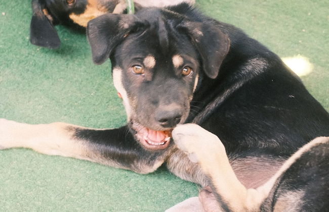 Siem reap Homesteading II - Foto 74