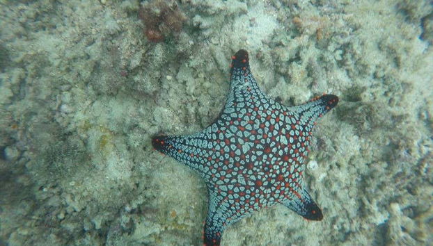 Contemplando una estrella de mar