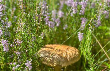 Ostoja Bukowo 12,2 chata u szôłtësa - Foto 28
