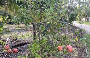 Eco Friendly Secluded OceanView Pool near Key West - Foto 80