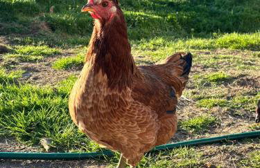 The Captain's Place - Isle of Skye - Foto 25